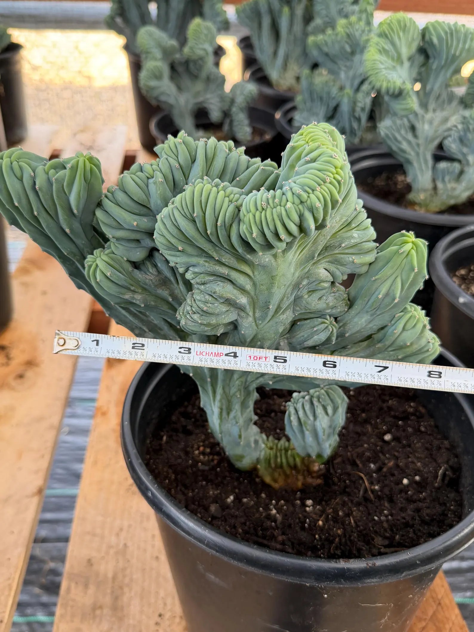 Crested Blue Myrtle Cactus | Rare Live Collector Cactus #315