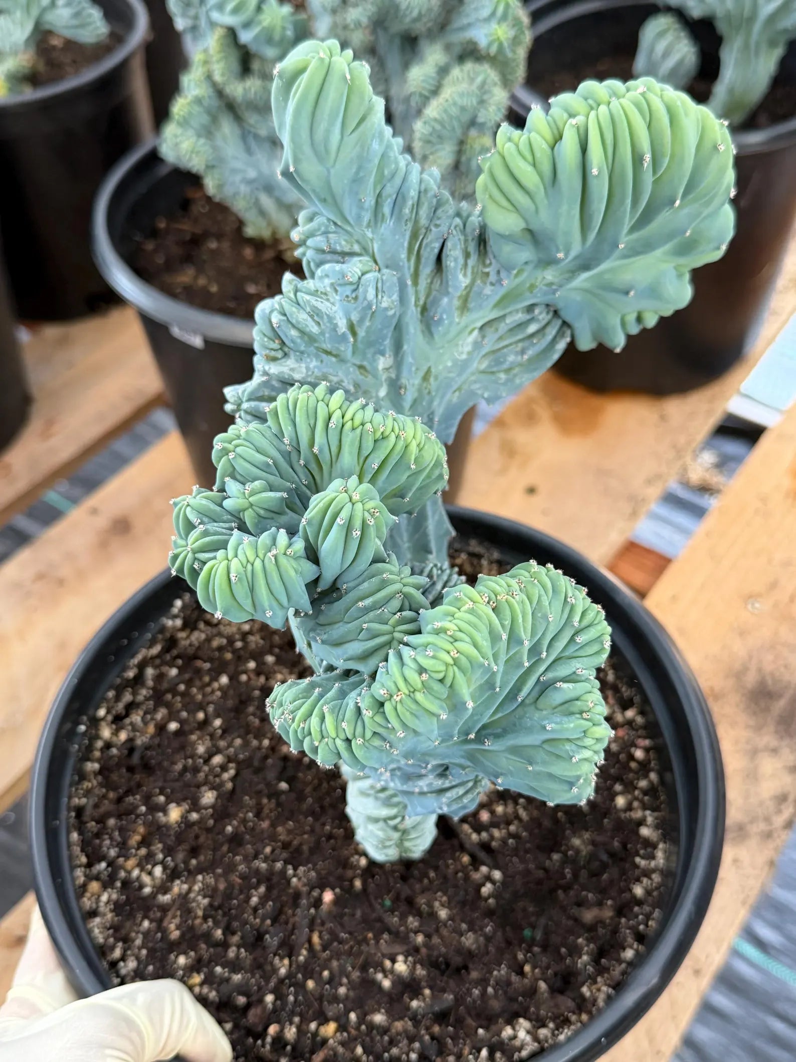 Crested Blue Myrtle Cactus | Rare Live Collector Cactus #315