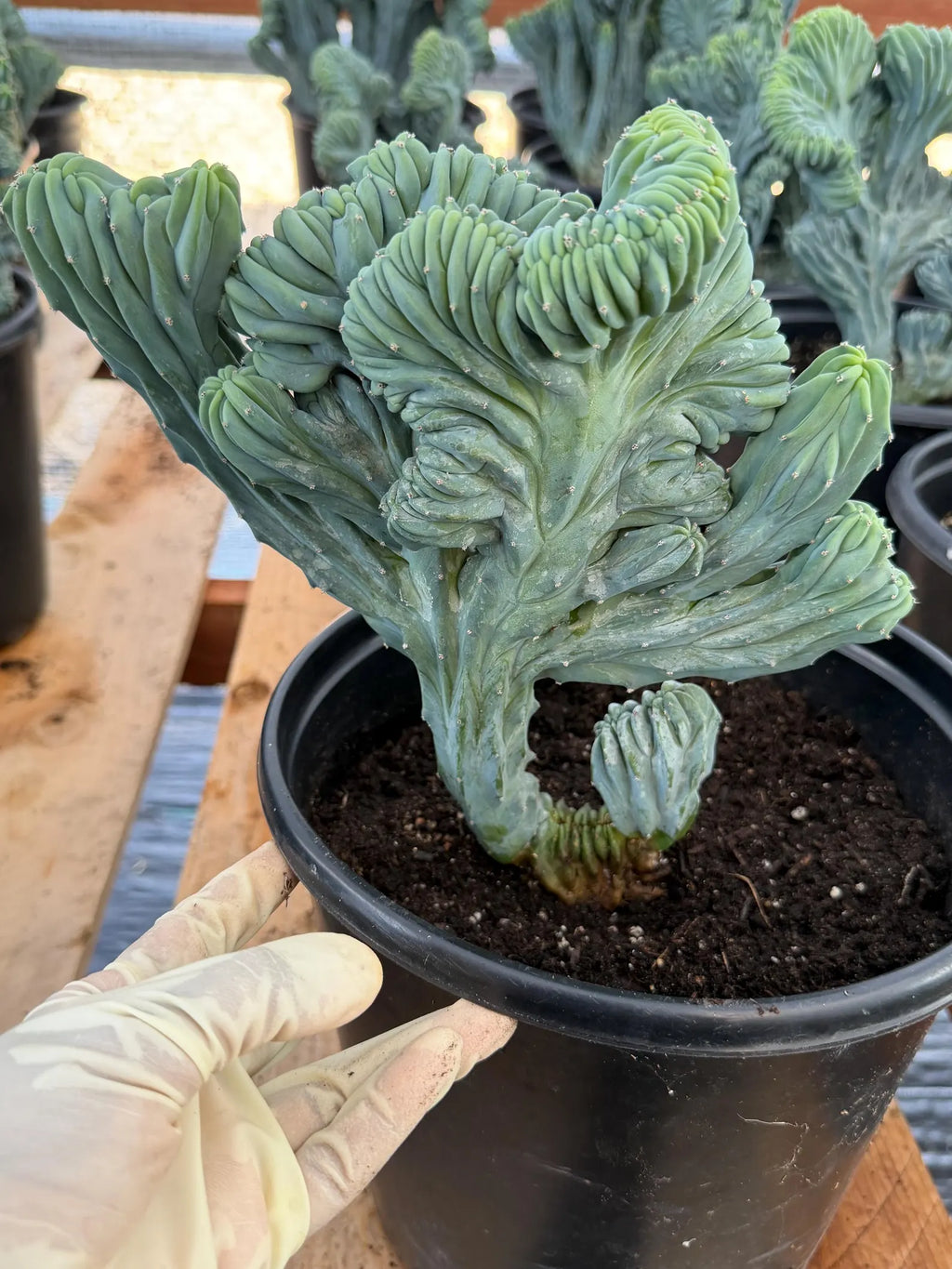 Crested Blue Myrtle Cactus | Rare Live Collector Cactus #315