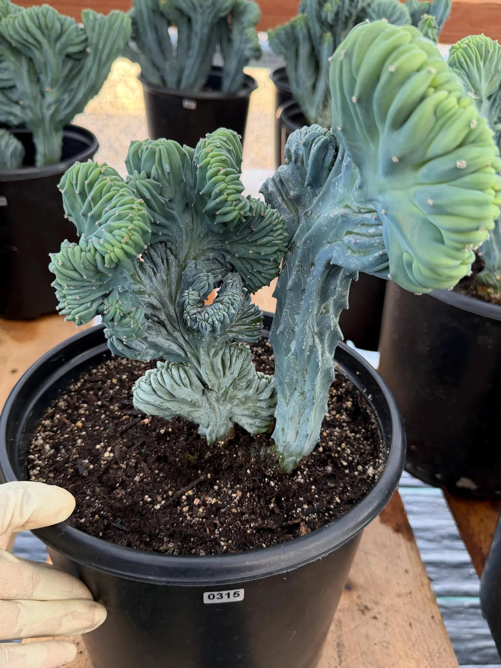 Crested Blue Myrtle Cactus | Rare Live Collector Cactus #315