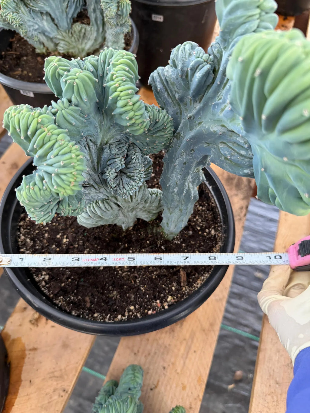 Crested Blue Myrtle Cactus | Rare Live Collector Cactus #315