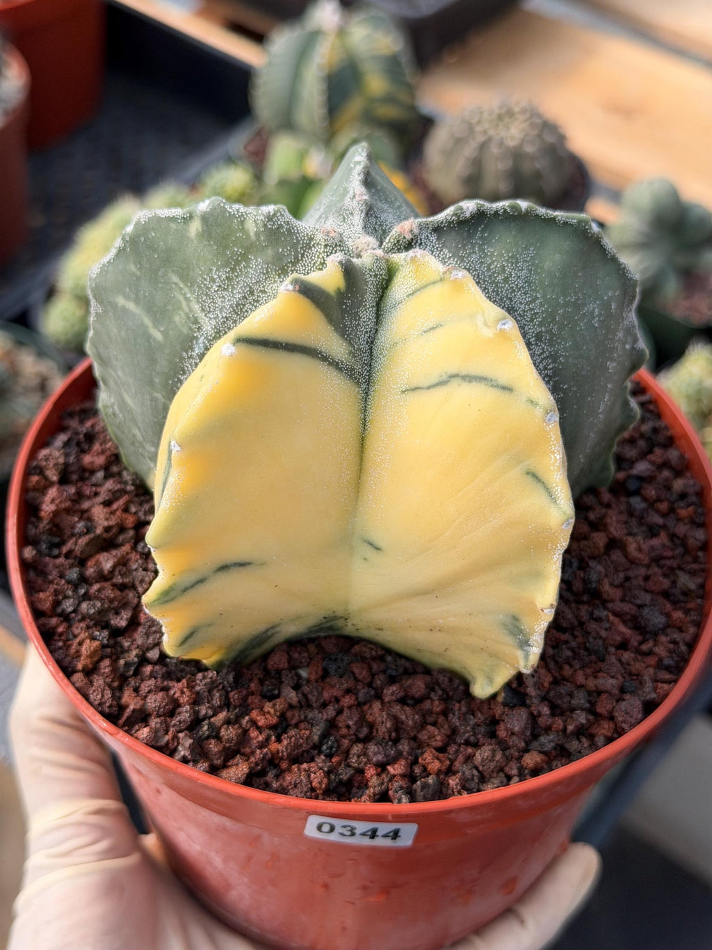 Variegated Astrophytum Myriostigma | Rare Live Variegated Cactus #344