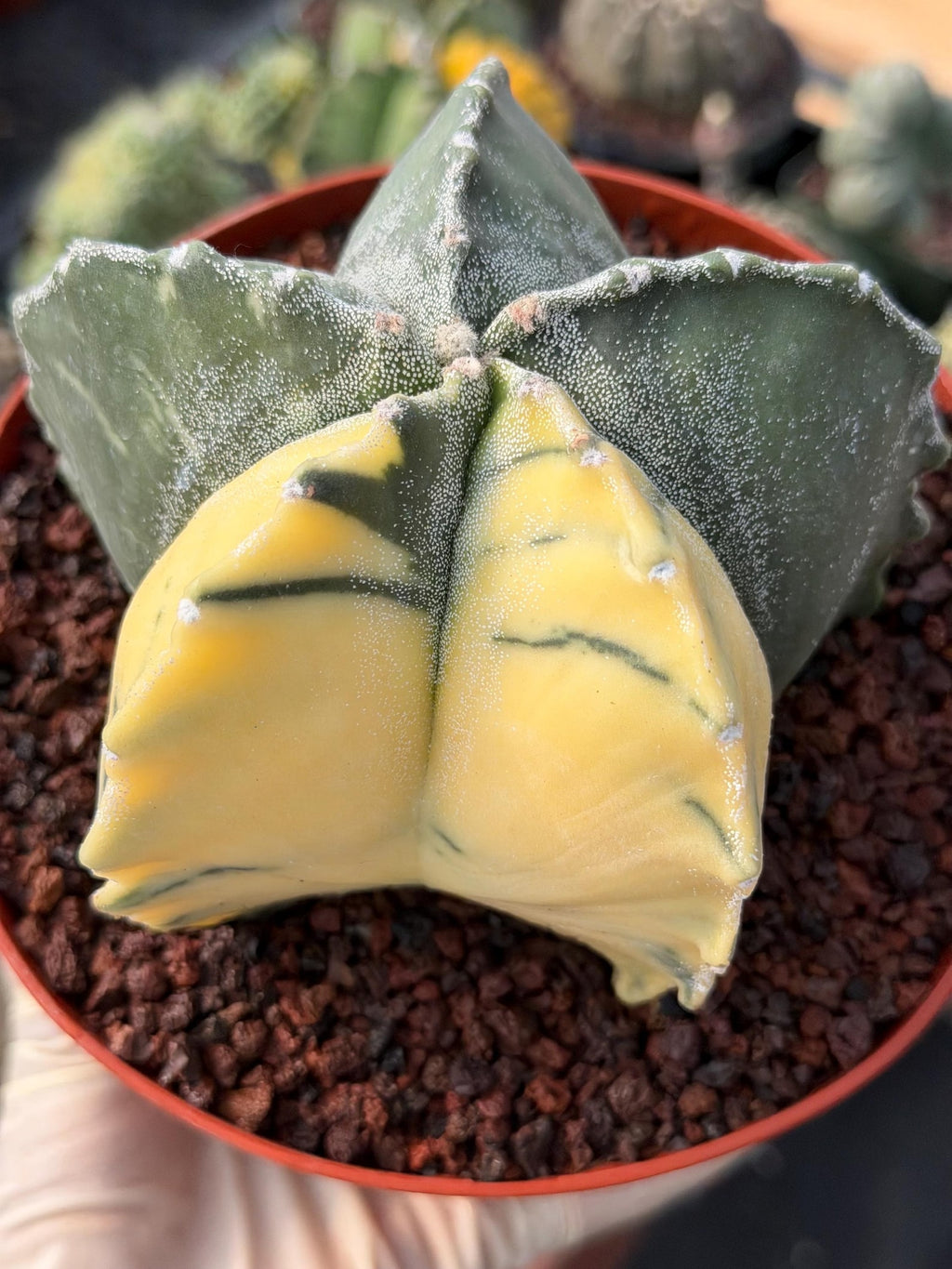 Variegated Astrophytum Myriostigma | Rare Live Variegated Cactus #344