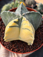 Variegated Astrophytum Myriostigma | Rare Live Variegated Cactus #344