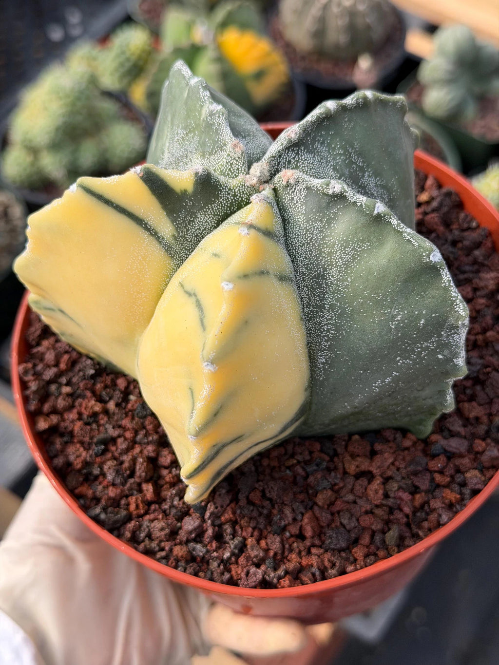 Variegated Astrophytum Myriostigma | Rare Live Variegated Cactus #344