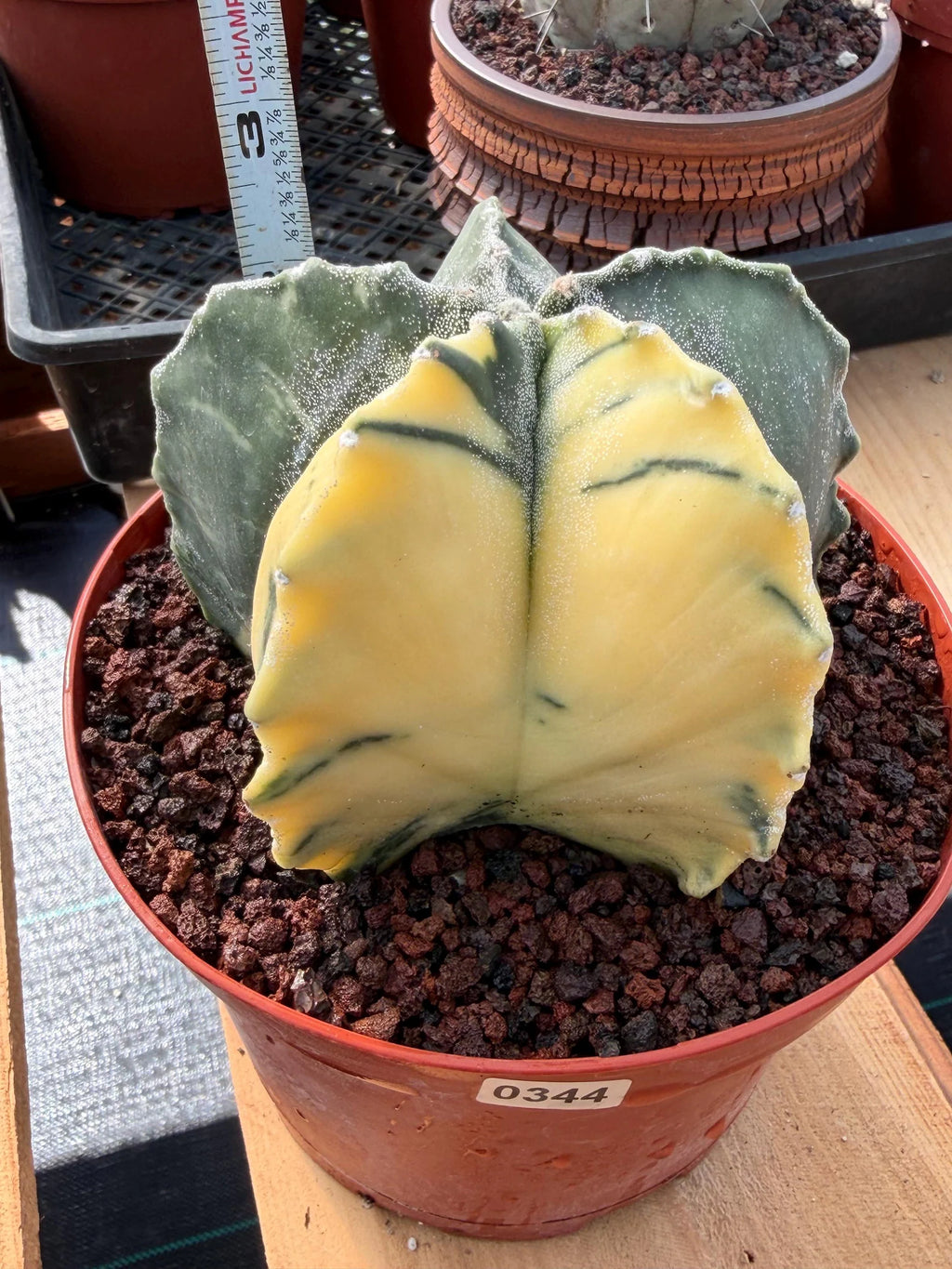 Variegated Astrophytum Myriostigma | Rare Live Variegated Cactus #344