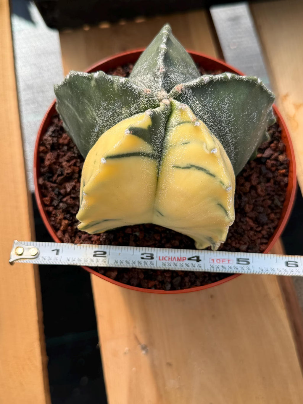 Variegated Astrophytum Myriostigma | Rare Live Variegated Cactus #344
