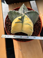 Variegated Astrophytum Myriostigma | Rare Live Variegated Cactus #344