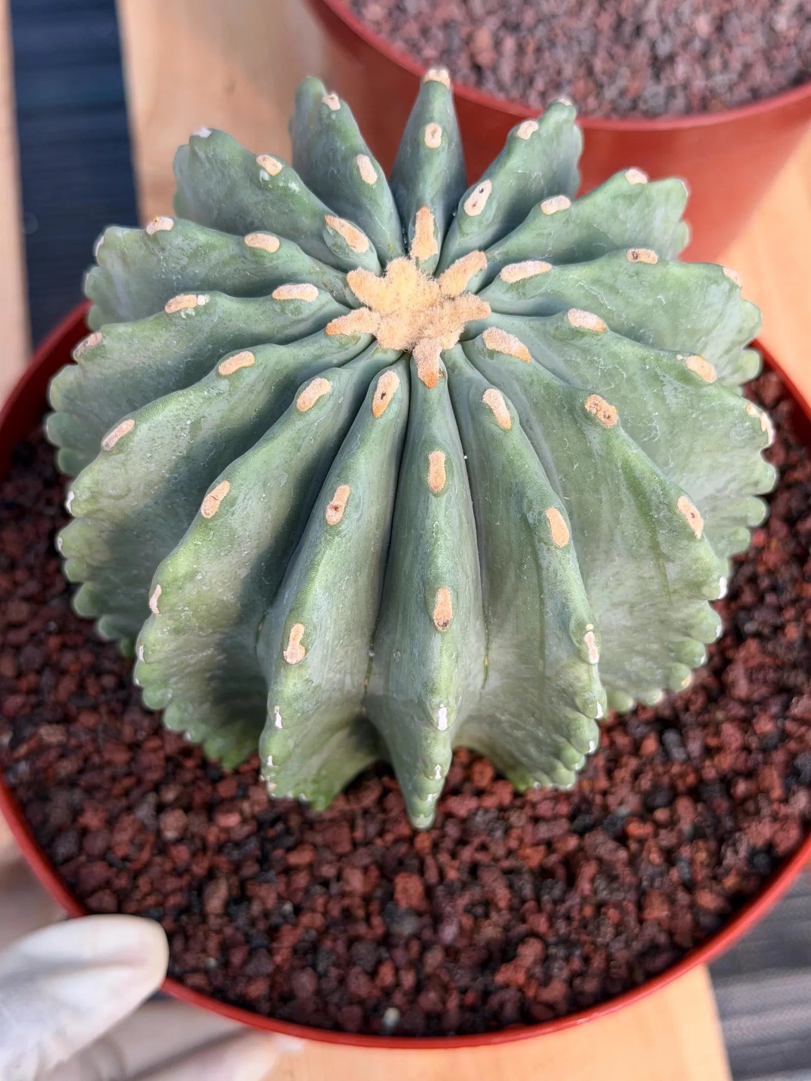 Ferocactus Glaucescens Inermis Cluster Rare Live Cactus – Exact Collector Specimen #340