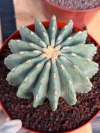 Ferocactus Glaucescens Inermis Cluster Rare Live Cactus – Exact Collector Specimen #340