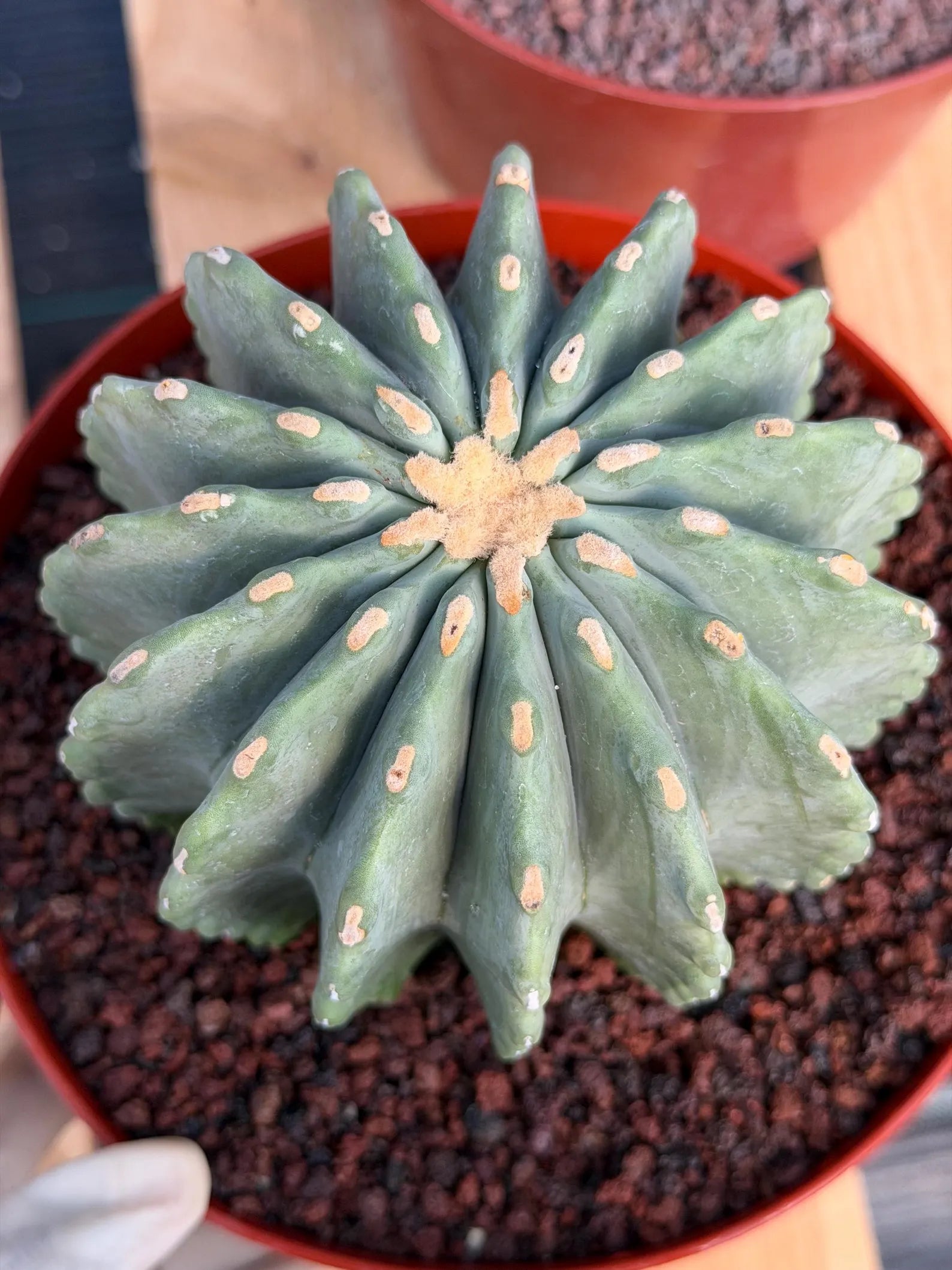Ferocactus Glaucescens Inermis Cluster Rare Live Cactus – Exact Collector Specimen #340