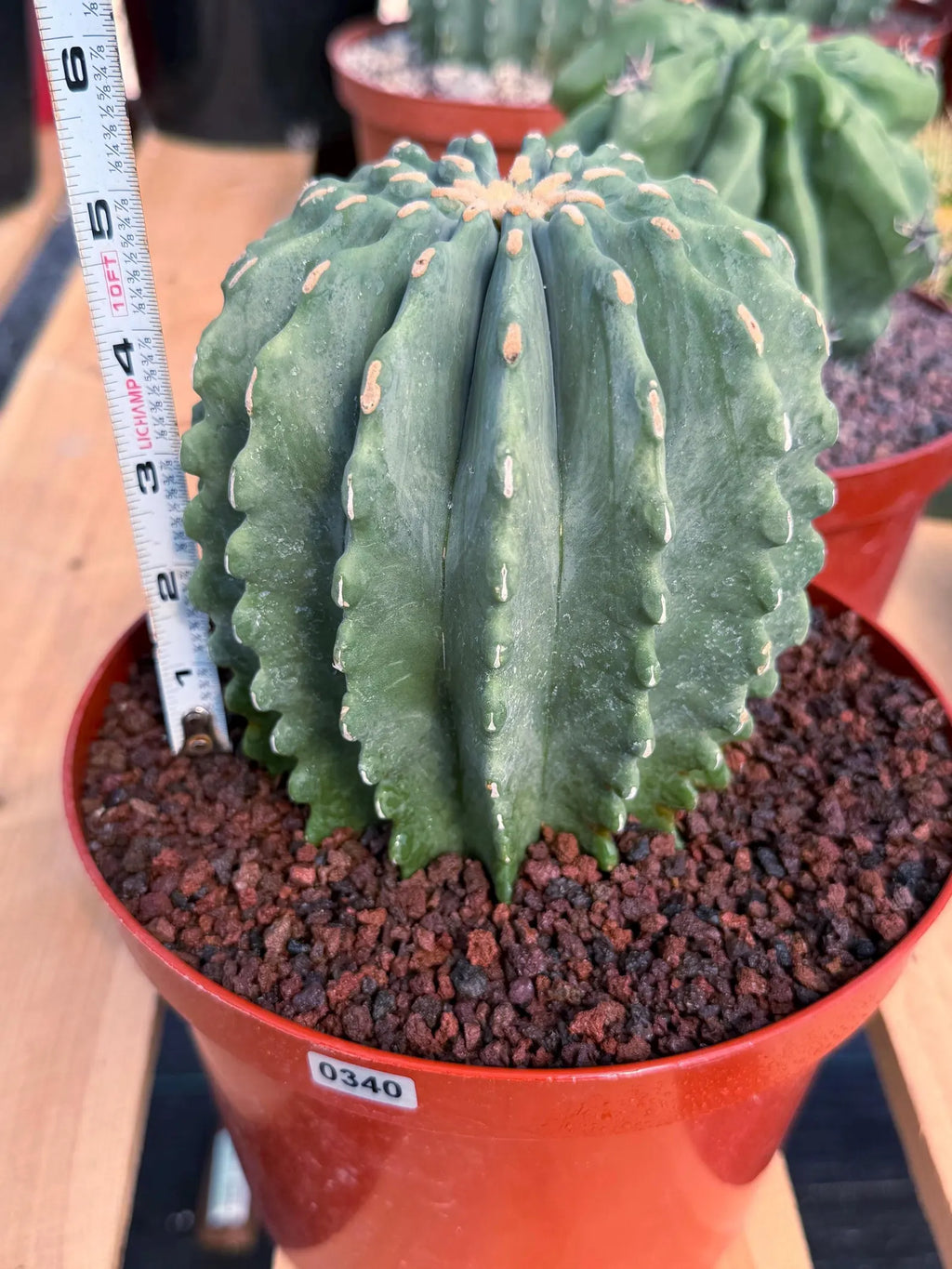 Ferocactus Glaucescens Inermis Cluster Rare Live Cactus – Exact Collector Specimen #340