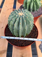 Ferocactus Glaucescens Inermis Cluster Rare Live Cactus – Exact Collector Specimen #340