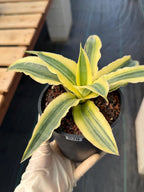 Variegated Sansevieria Katana #20 | Rare Snake Plant | Live Houseplant