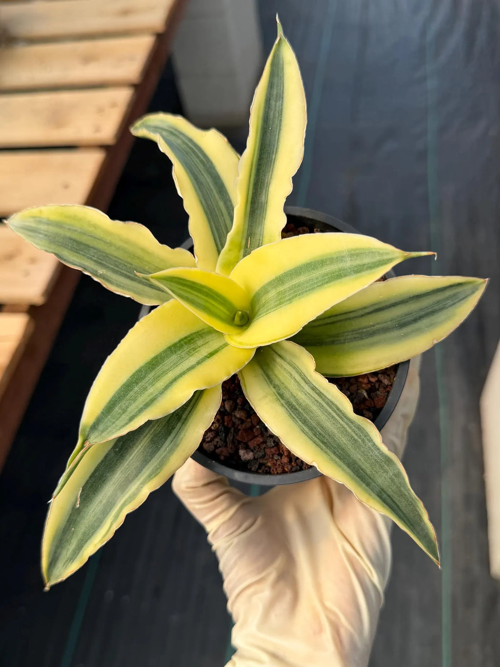 Variegated Sansevieria Katana #20 | Rare Snake Plant | Live Houseplant