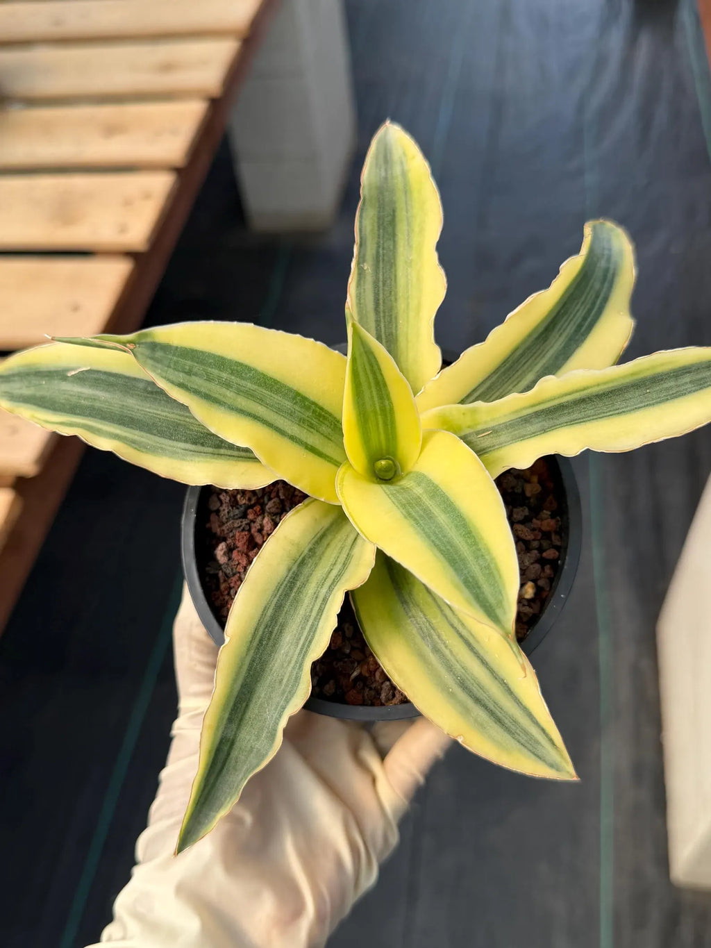 Variegated Sansevieria Katana #20 | Rare Snake Plant | Live Houseplant