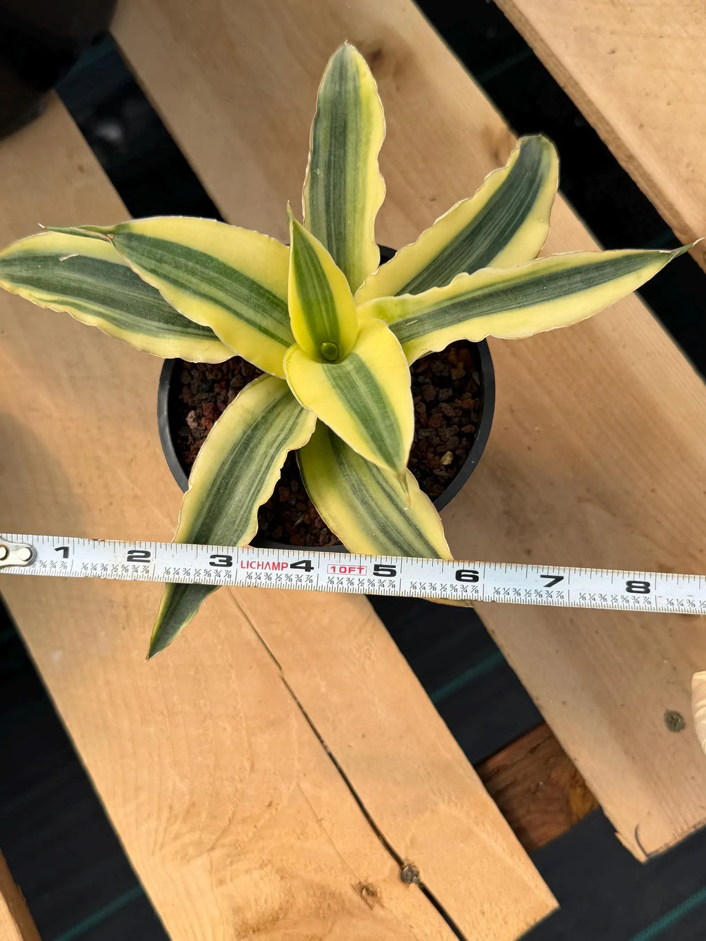 Variegated Sansevieria Katana #20 | Rare Snake Plant | Live Houseplant