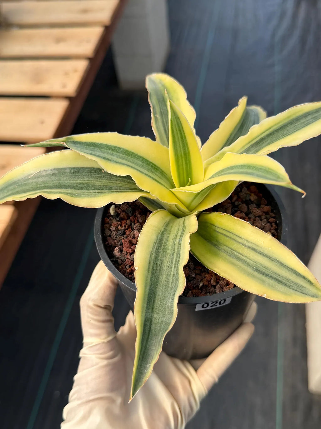Variegated Sansevieria Katana #20 | Rare Snake Plant | Live Houseplant