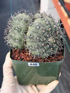 Gymnocalycium Bodenbenderianum Triple Head #507 | Rare Collector Cactus | WYSIWYG