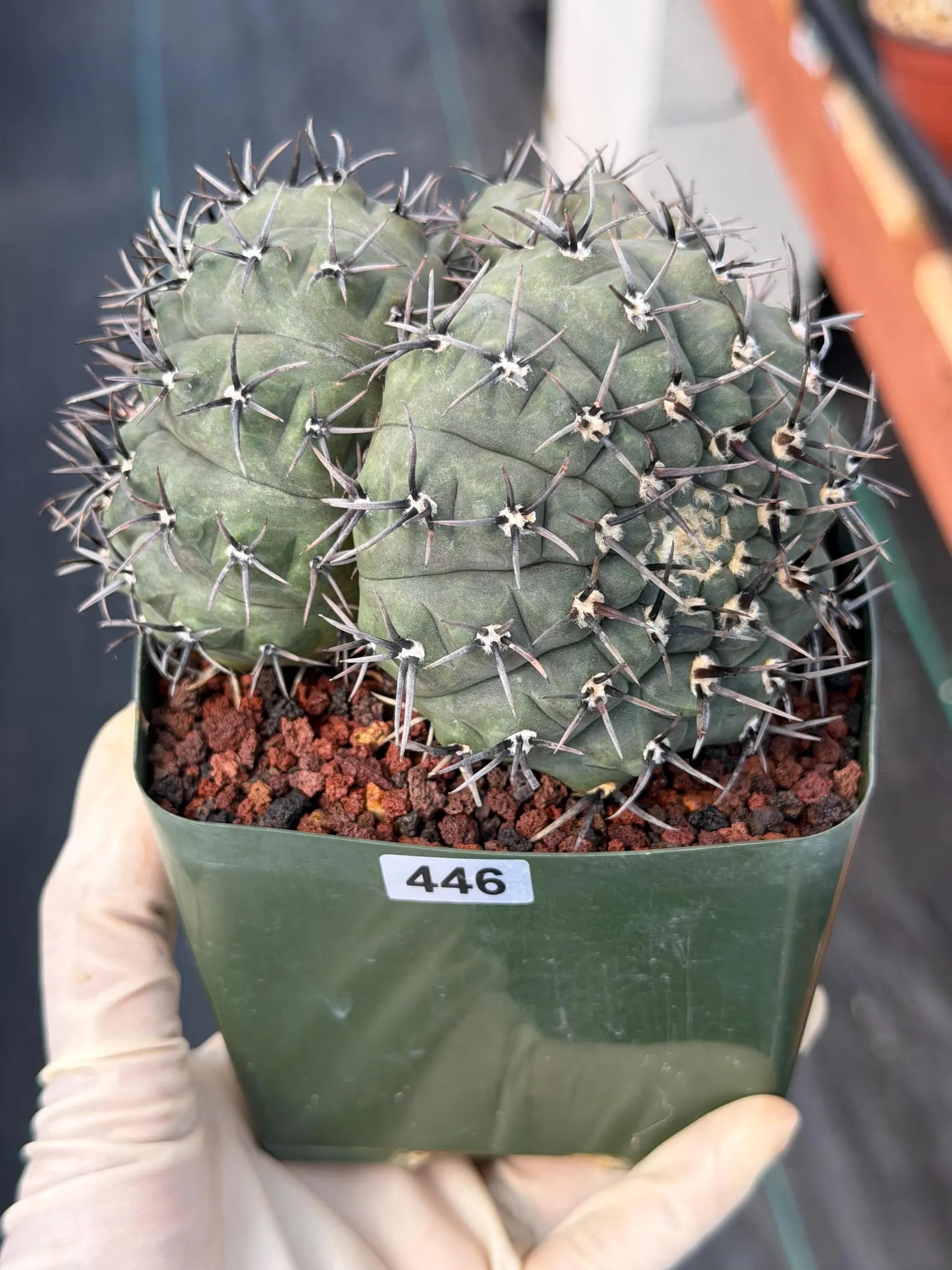 Gymnocalycium Bodenbenderianum Triple Head #507 | Rare Collector Cactus | WYSIWYG