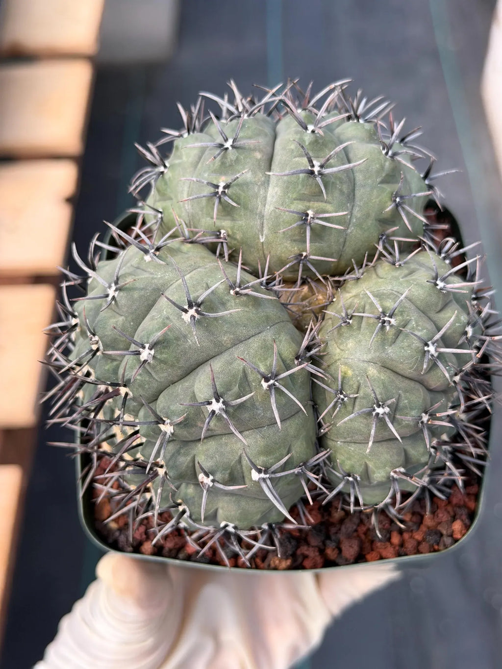 Gymnocalycium Bodenbenderianum Triple Head #507 | Rare Collector Cactus | WYSIWYG
