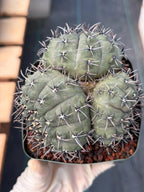 Gymnocalycium Bodenbenderianum Triple Head #507 | Rare Collector Cactus | WYSIWYG