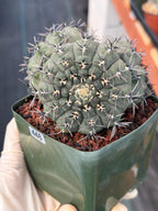Gymnocalycium Bodenbenderianum Triple Head #507 | Rare Collector Cactus | WYSIWYG