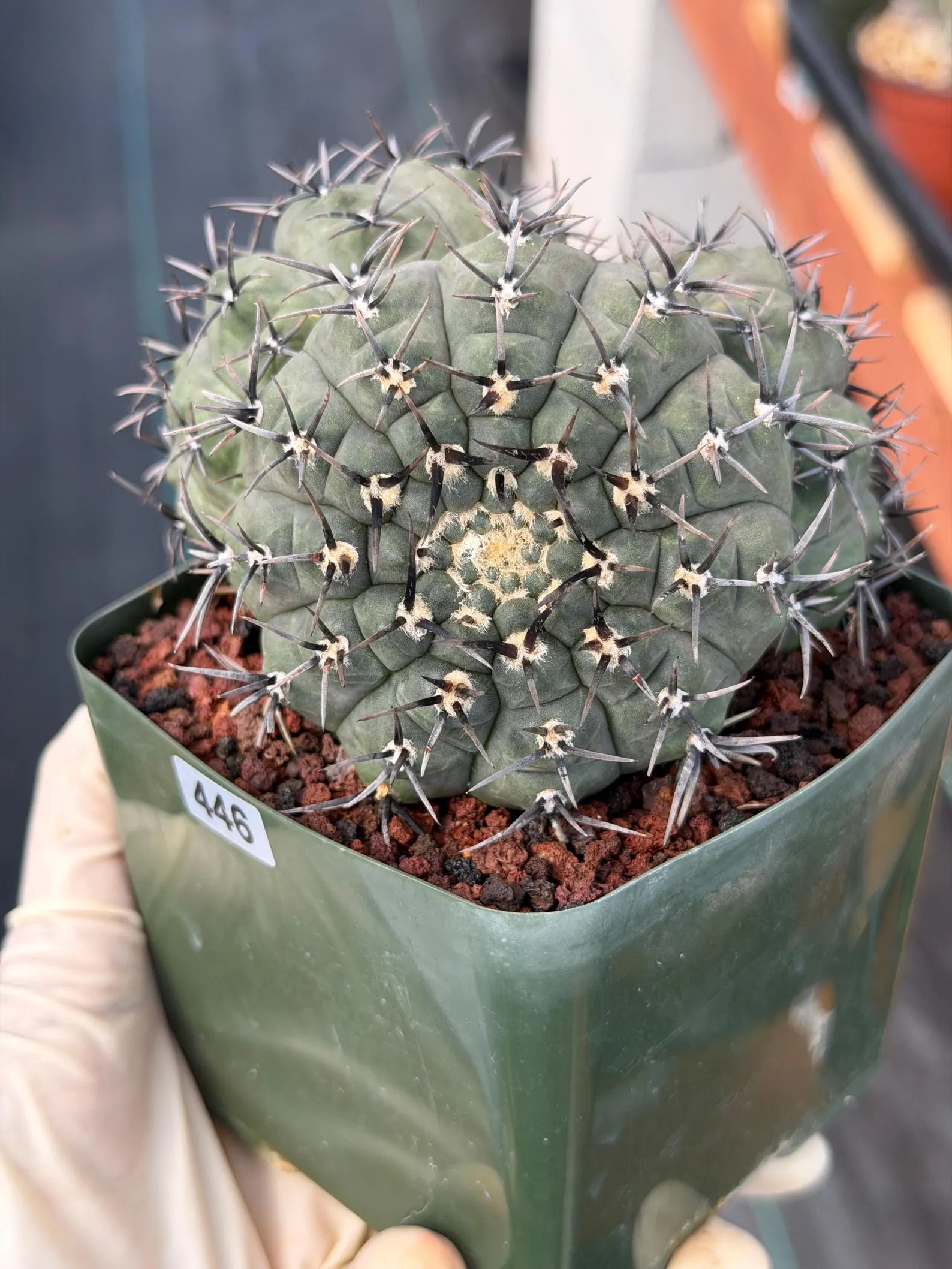 Gymnocalycium Bodenbenderianum Triple Head #507 | Rare Collector Cactus | WYSIWYG