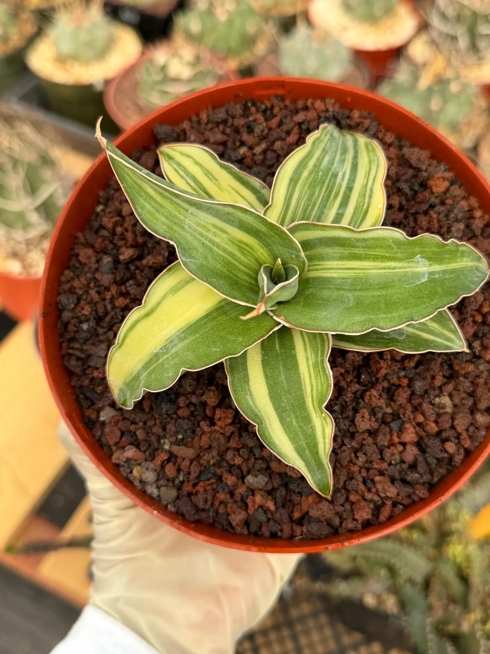 Variegated Sansevieria Blue Kew Rare Snake Plant – Live Houseplant #338