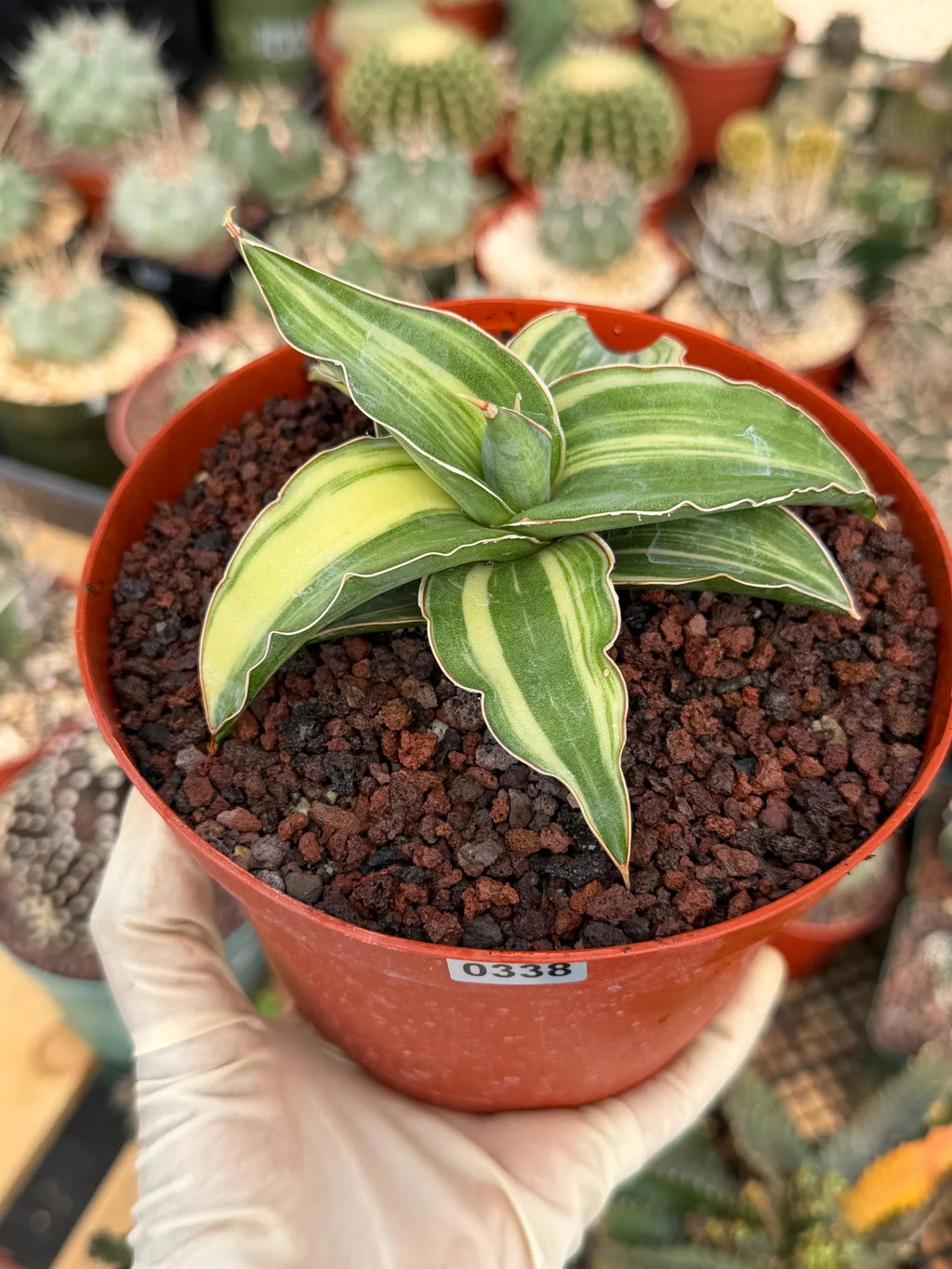 Variegated Sansevieria Blue Kew Rare Snake Plant – Live Houseplant #338