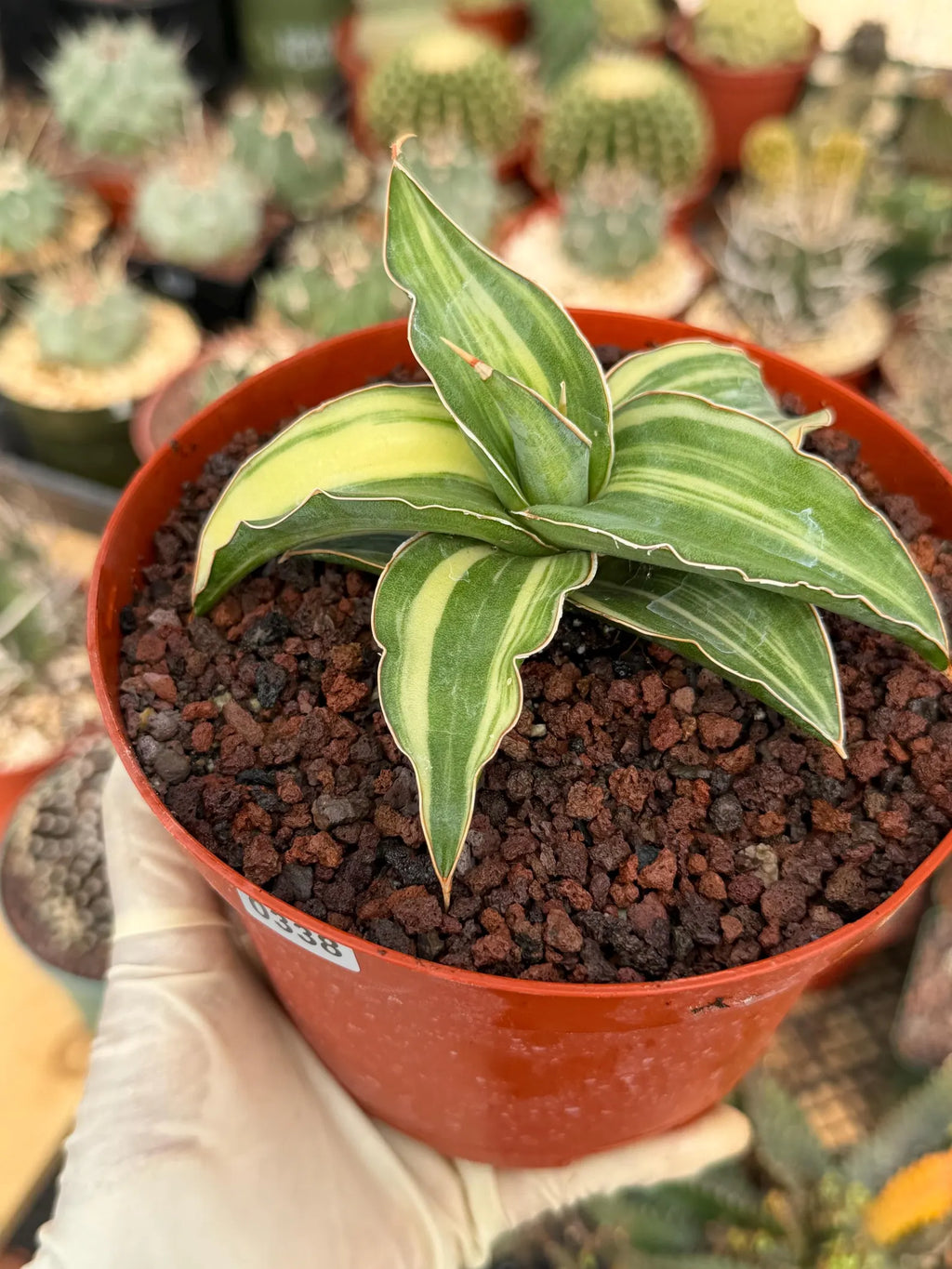 Variegated Sansevieria Blue Kew Rare Snake Plant – Live Houseplant #338