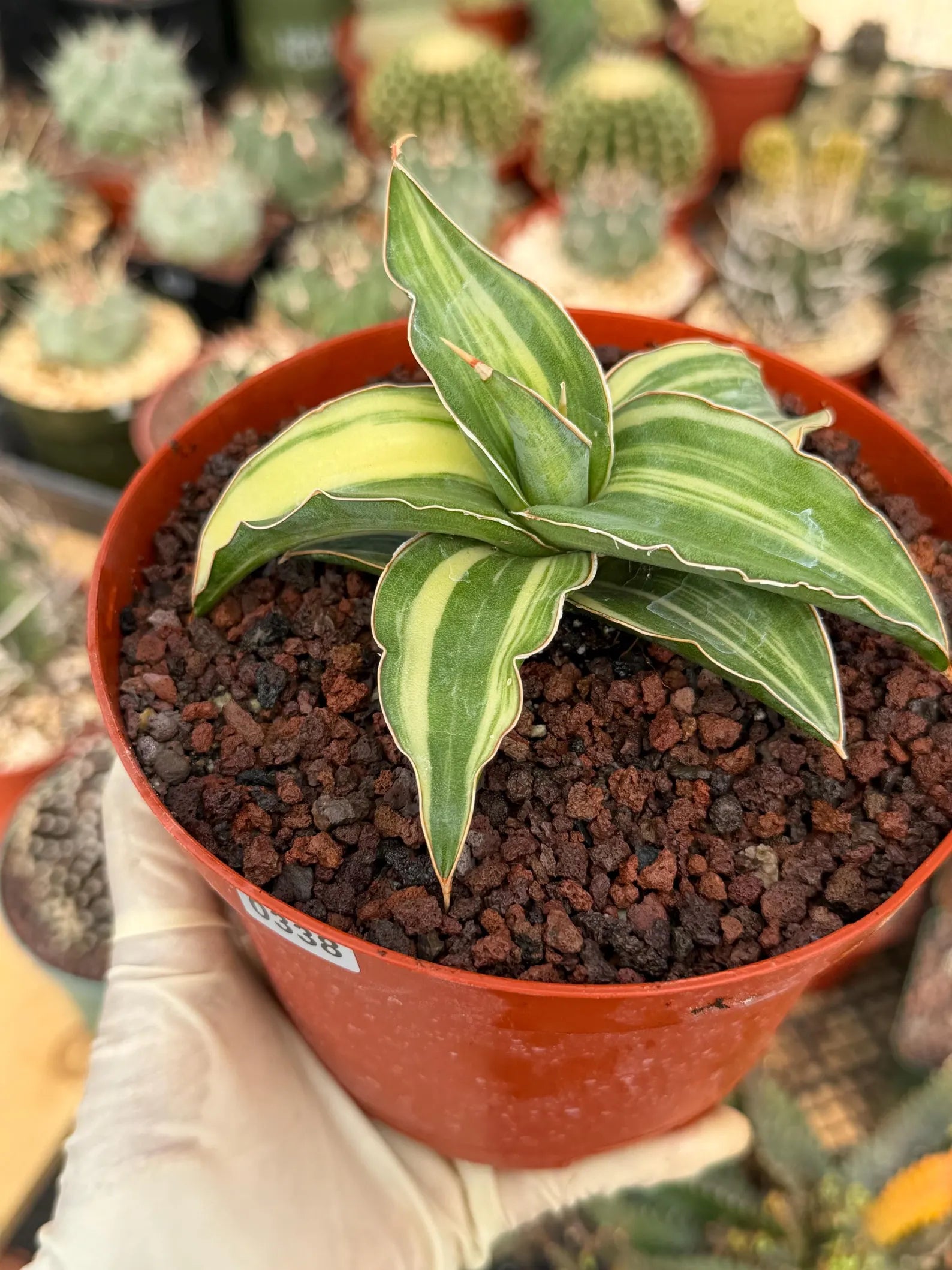 Variegated Sansevieria Blue Kew Rare Snake Plant – Live Houseplant #338