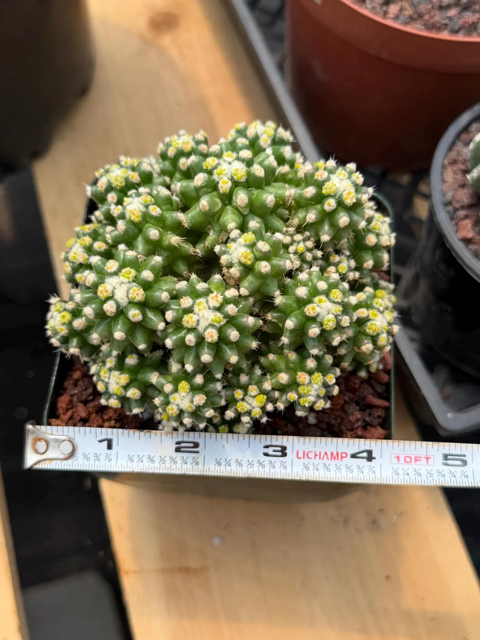 Echinocactus Grusonii Short Spine Montrose Cluster