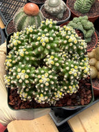 Echinocactus Grusonii Short Spine Montrose Cluster