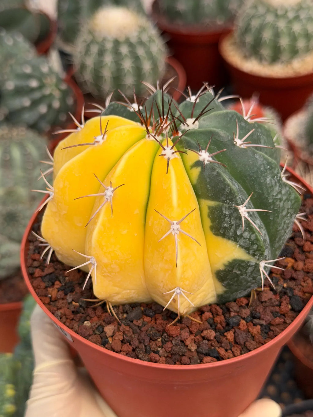 6” Variegated Melocactus | Live Cactus | Live Plant Rich #415