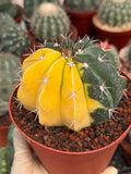 6” Variegated Melocactus | Live Cactus | Live Plant Rich #415