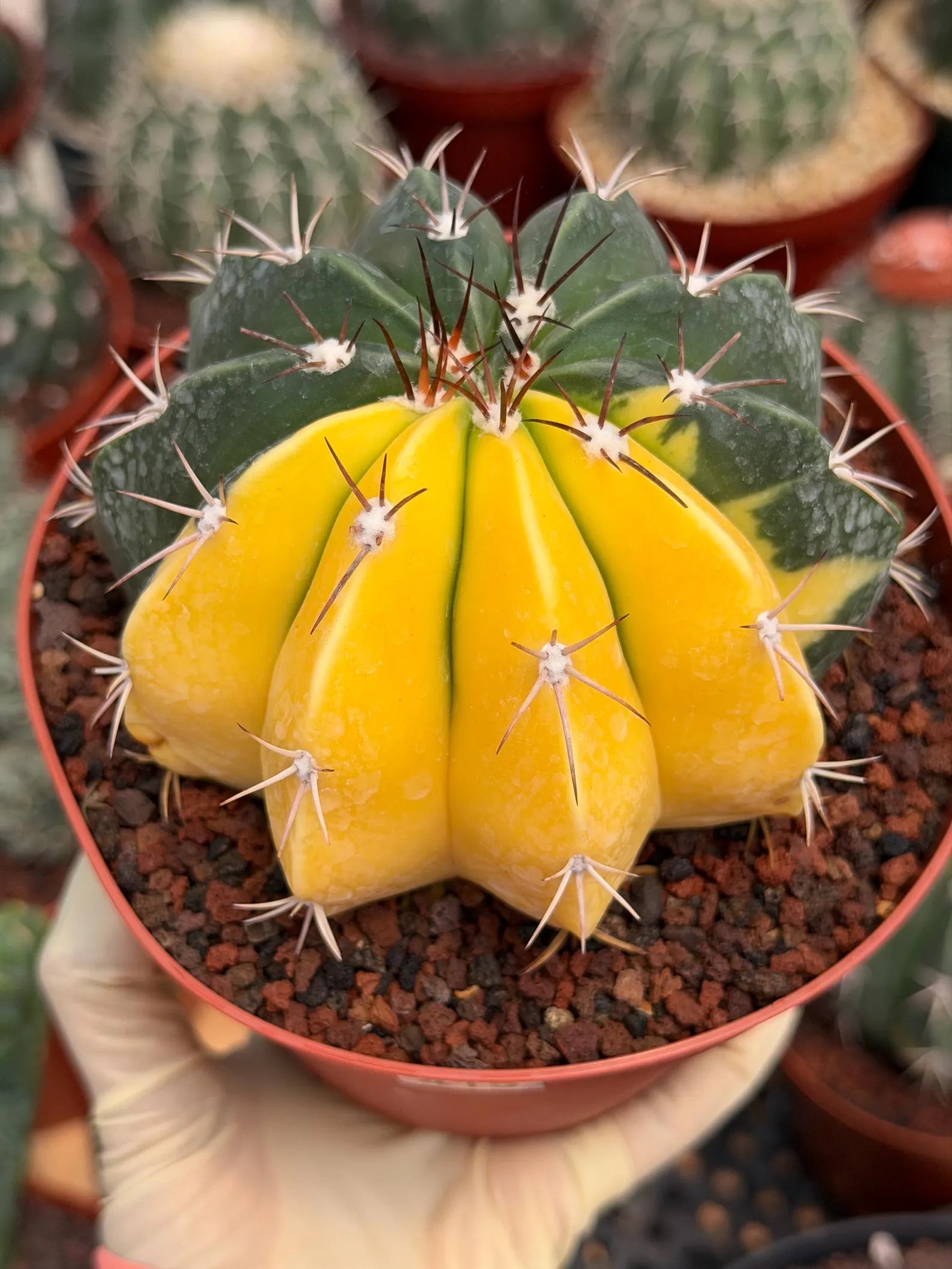 6” Variegated Melocactus | Live Cactus | Live Plant Rich #415