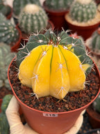 6” Variegated Melocactus | Live Cactus | Live Plant Rich #415