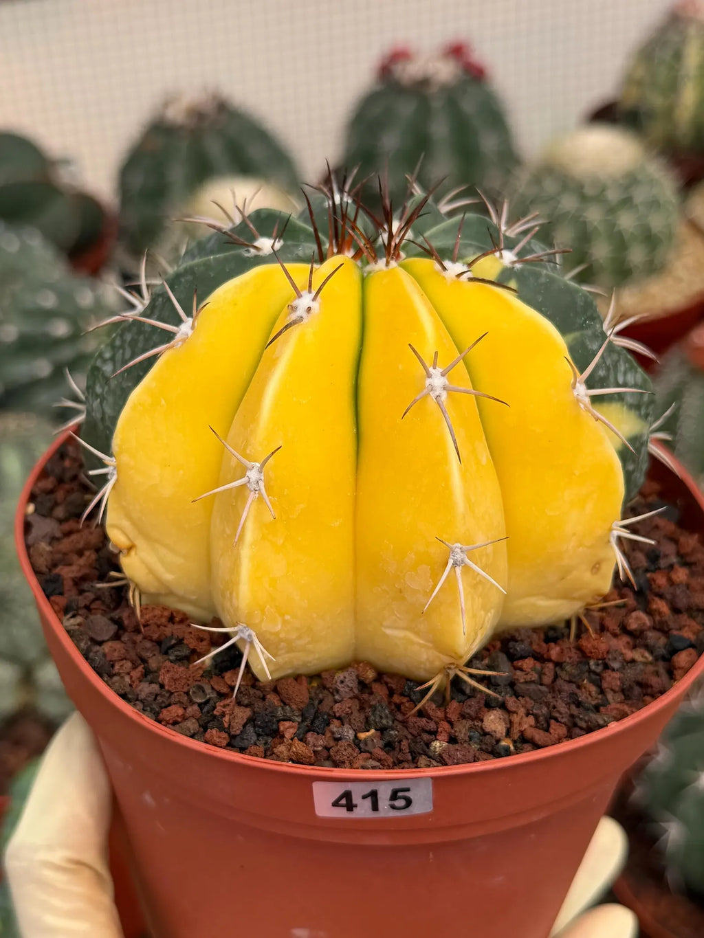 6” Variegated Melocactus | Live Cactus | Live Plant Rich #415