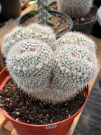 Mammillaria Owl Eyes Double Form | Rare Live Cactus | Large Specimen #159