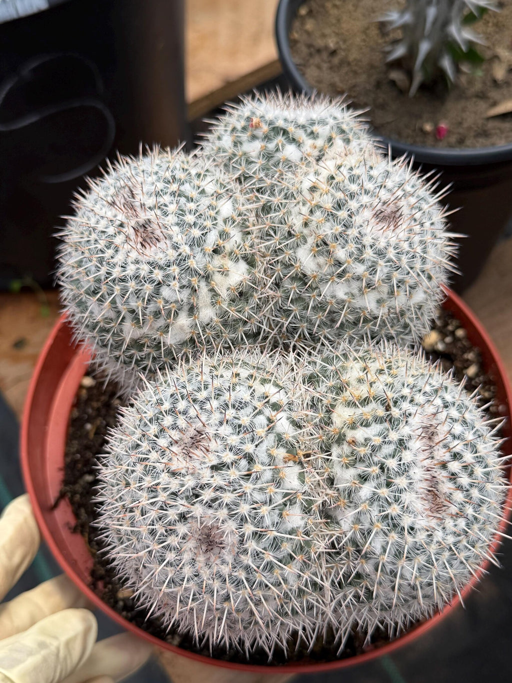 Mammillaria Owl Eyes Double Form | Rare Live Cactus | Large Specimen #159
