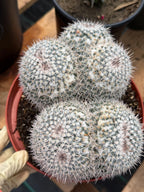 Mammillaria Owl Eyes Double Form | Rare Live Cactus | Large Specimen #159