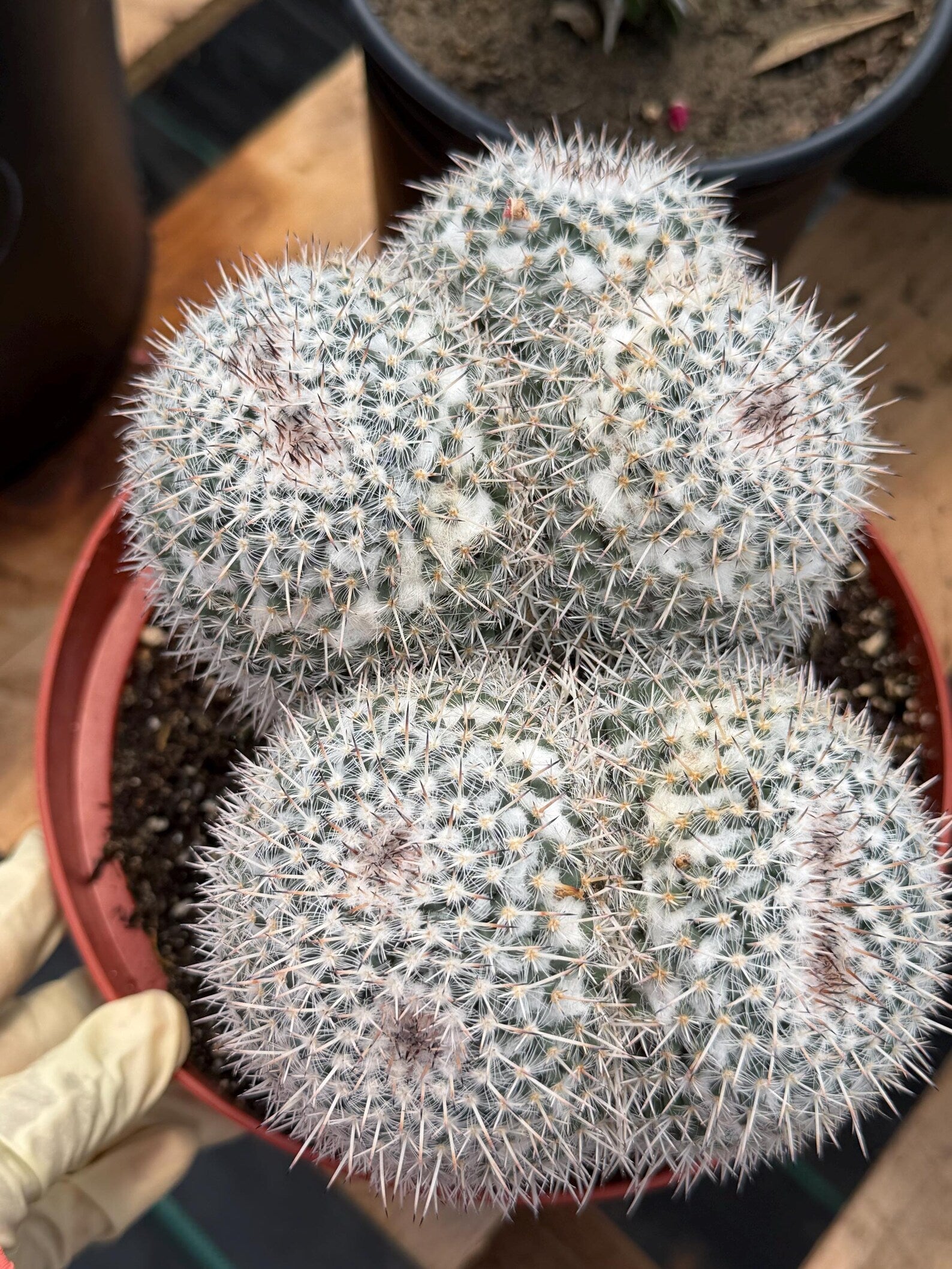 Mammillaria Owl Eyes Double Form | Rare Live Cactus | Large Specimen #159