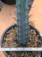 Blue Columnar Cereus Cactus – Rare Live Cactus Plant #189