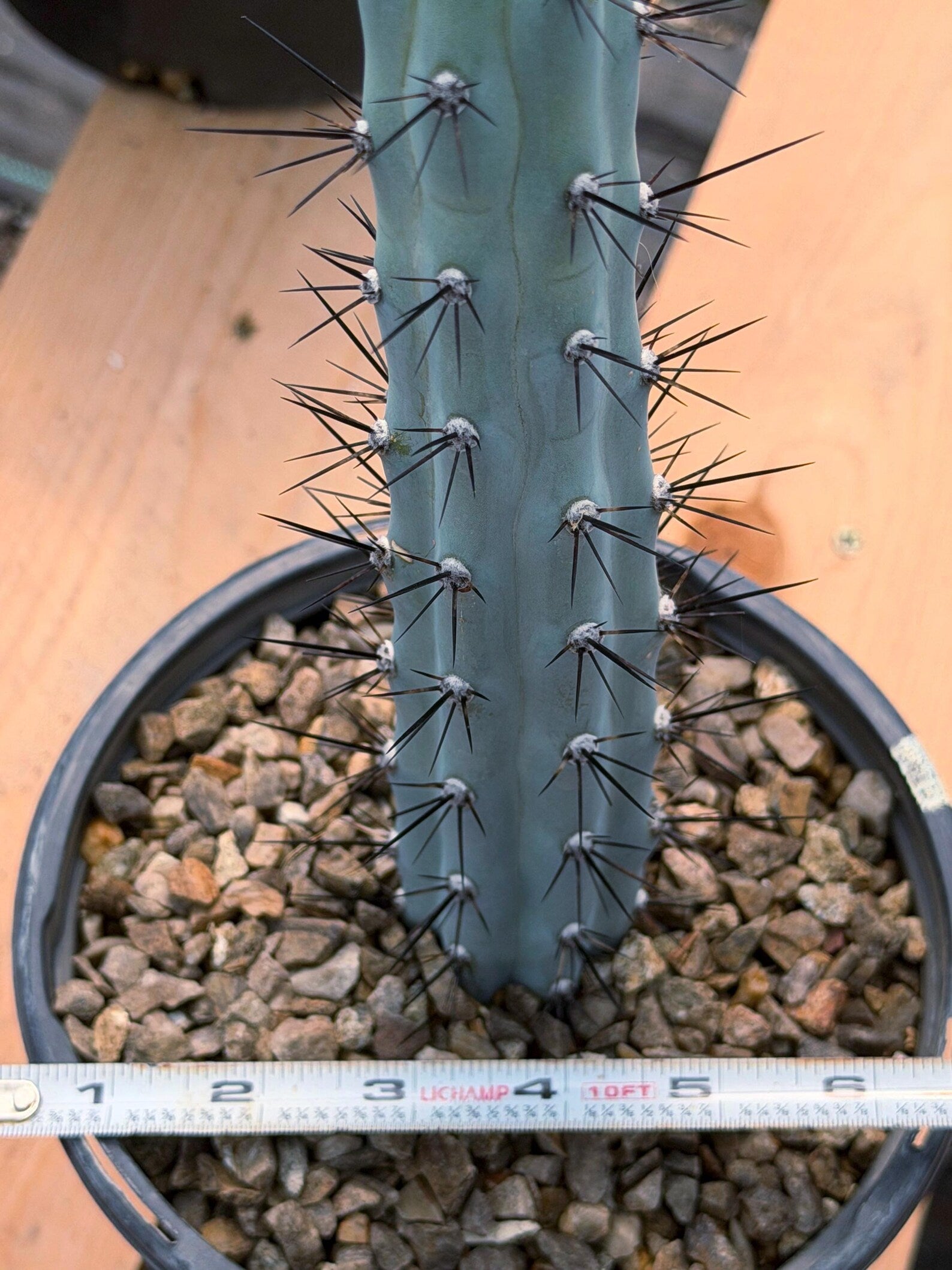Blue Columnar Cereus Cactus – Rare Live Cactus Plant #189