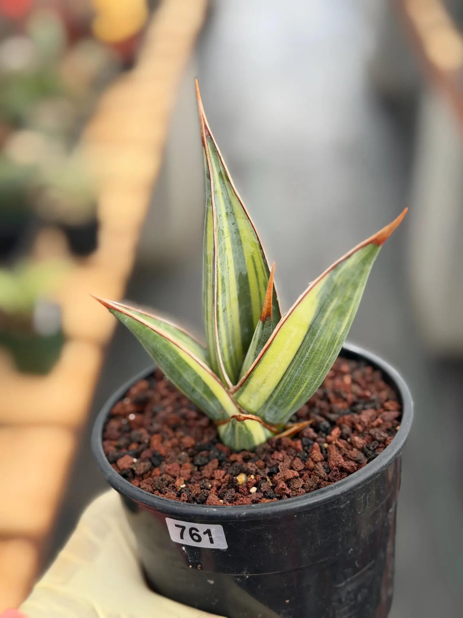 Variegated Sansevieria Pinguicula Stria Rare Live Snake Plant – Exact Houseplant #761