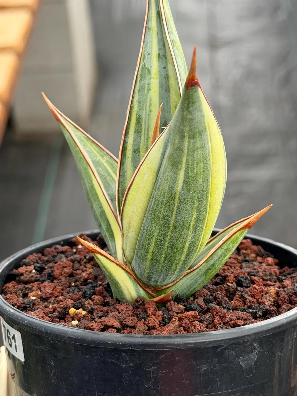 Variegated Sansevieria Pinguicula Stria Rare Live Snake Plant – Exact Houseplant #761