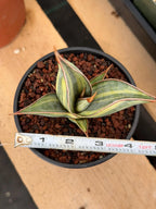 Variegated Sansevieria Pinguicula Stria Rare Live Snake Plant – Exact Houseplant #761