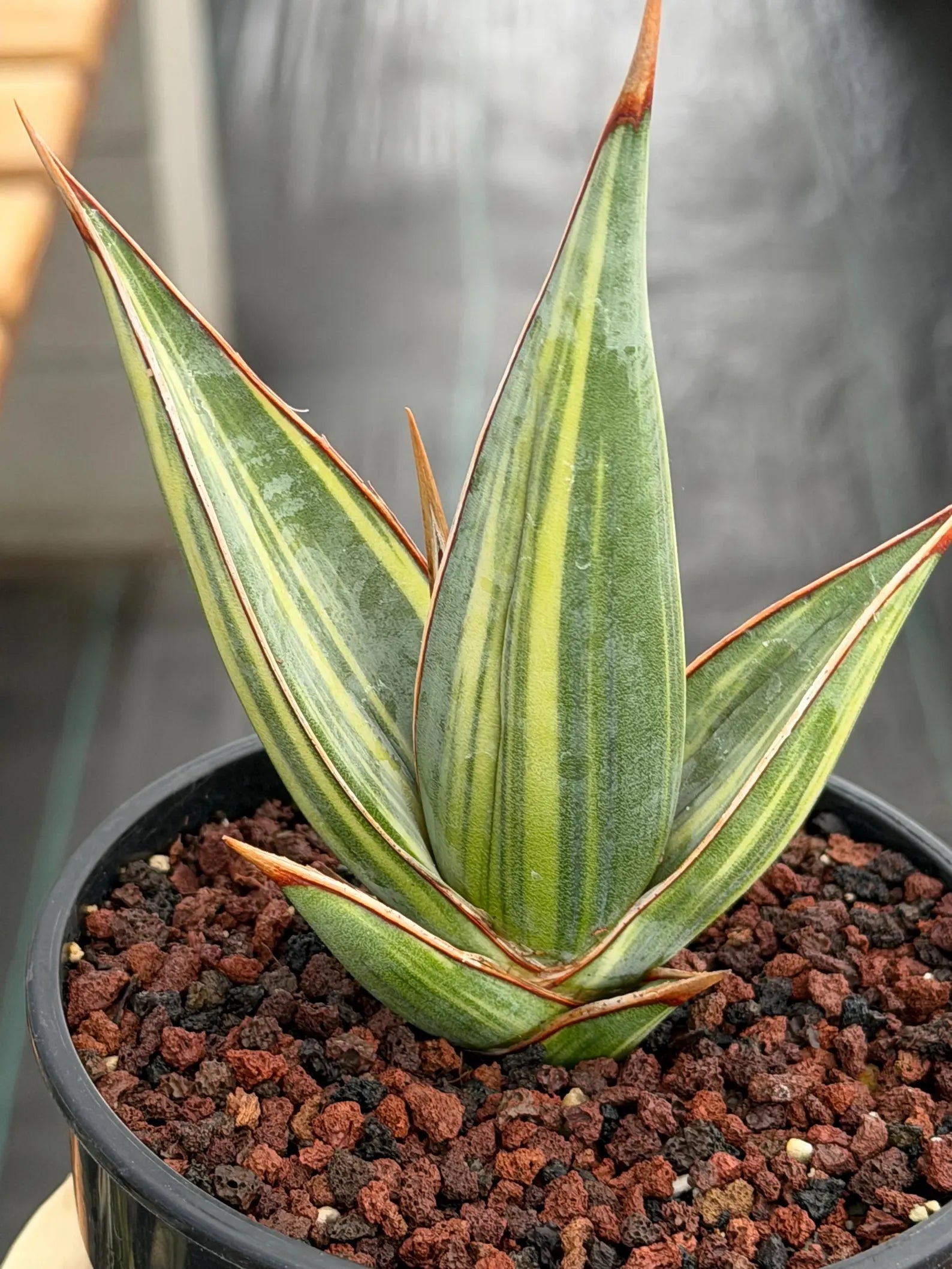 Variegated Sansevieria Pinguicula Stria Rare Live Snake Plant – Exact Houseplant #761