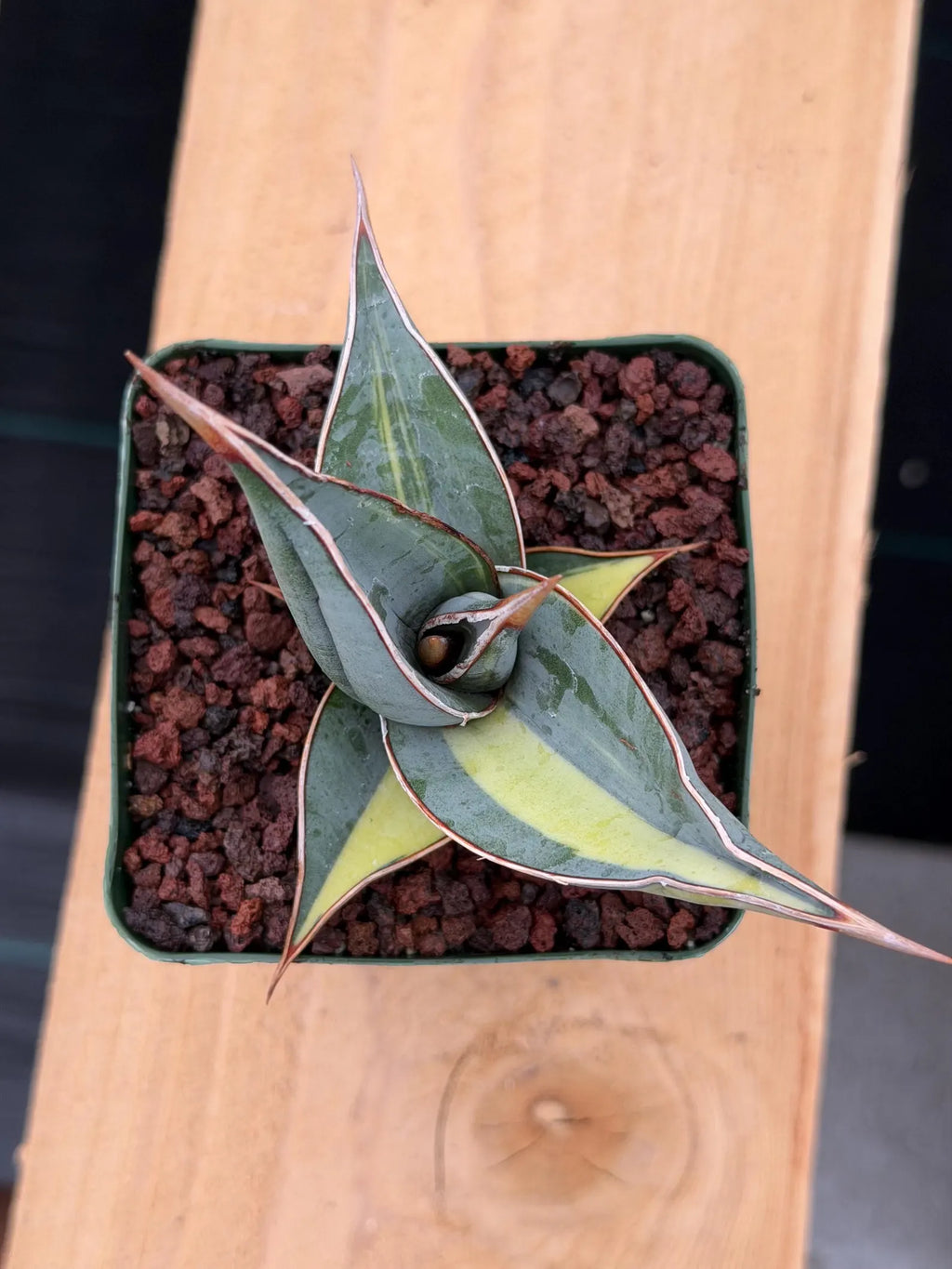 Variegated Sansevieria Pinguicula Rare Live Snake Plant – Exact Houseplant #198